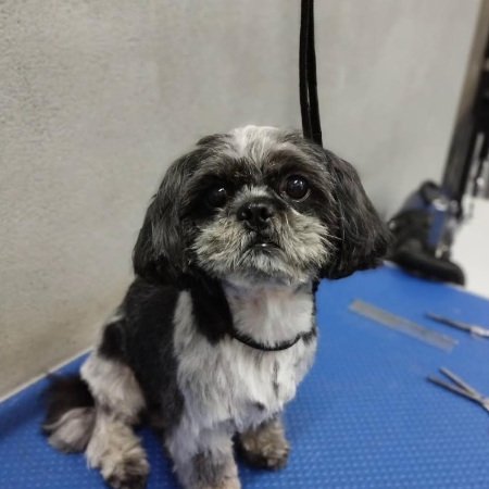 Mały piesek po pielęgnacji